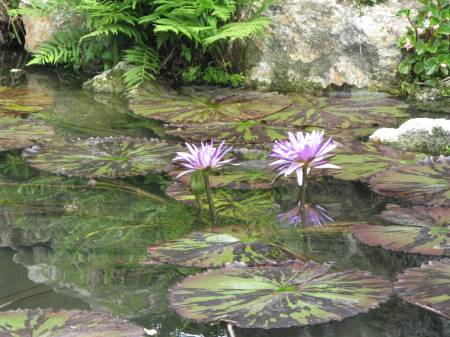 Water lilies at Kanapaha Botanical Gardens