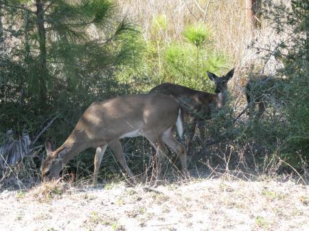 Deer at St. Joseph Peninsula