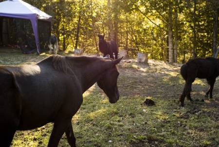 horse + llamas