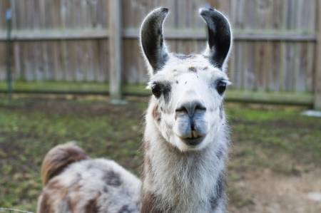 Llama