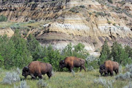 Bison, Theodore Roosevelt NP (North Unit)