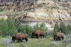 Bison_Theodore_Roosevelt_NP_North_Unit_.JPG
