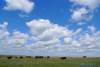 Clouds_and_Bison_Theodore_Roosevelt_NP_North_Unit_.JPG