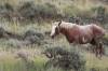 Feral_Horse_Theodore_Roosevelt_NP_South_Unit_.JPG