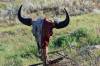 Buffalo_Skull_Wahkpa_Chu_gn_Havre_MT.JPG