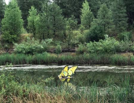 Pond at Arboretum at Flagstaff