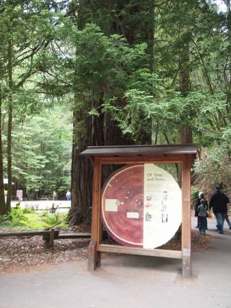 redwood