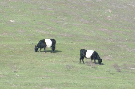 Belted Galloways