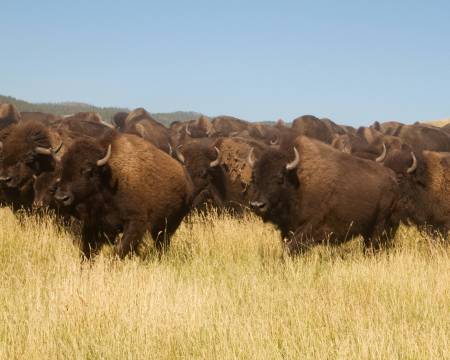 Buffalo Roundup - Custer State Park