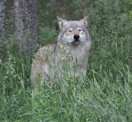 Grey wolf
