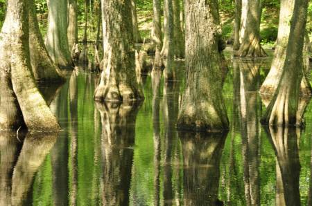 Cypress Swamp
