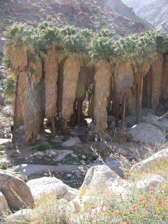 Palm Canyon in Anza- Borrego State Park