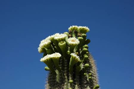 Saguaro cactus in bloom