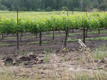 Sonoma County Vineyard
