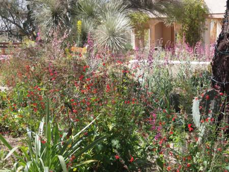 Spring flowers at Tohono Chul Gardens