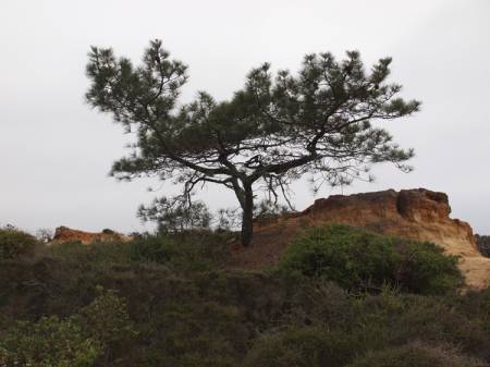Torrey Pines State Reserve