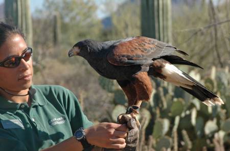 Raptor Free Flight Demonstration