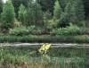 Arboretum_at_Flagstaff_pond.jpg