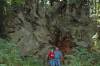 Ave_of_Giants_Dyerville_Giant.jpg