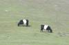 Belted_Galloways.jpg