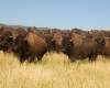 Buffalo_roundup_Custer_State_Park.jpg