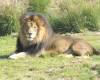 Lion.jpg