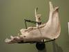MMI_horse_jawbone_scraper_rattle.jpg