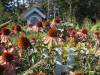 Maine_Coast_Botanical_Gardens-_Childrens_Garden.jpg