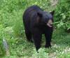 NABC_-_black_bear.jpg
