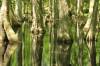 NT_Cypress_Swamp.jpg