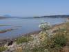 Padilla_Bay_WA.jpg