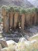 Palm_Canyon_-_Anza_Borrego_State_Park.jpg