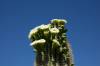 Saguaro_in_bloom_H.jpg