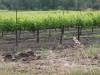 Sonoma_County_vineyard.jpg