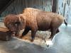 Spirit_of_the_West_-_American_Bison.jpg