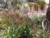 Tohono_Chul_Gardens.jpg