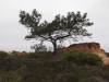 Torrey_Pines_State_Reserve.jpg