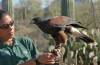 Tucson_Desert_Museum_demo.jpg