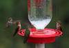 Hummingbirds.JPG