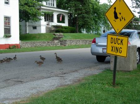 Duck crossing -- with ducks!