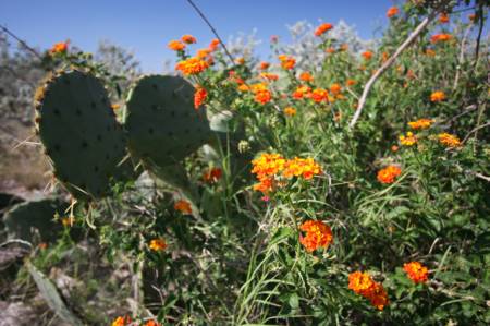 Cactus, Seminole Canyon