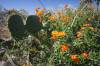 Cactus_Seminole_Canyon.JPG