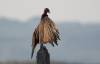Turkey_Vulture.JPG