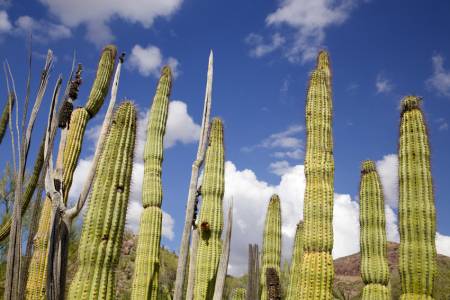 Ajo Mountain Drive