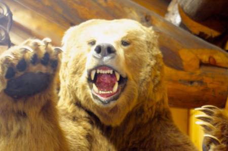 Beaverhead Griz