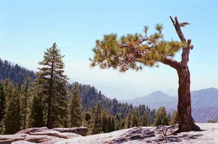 Beetle Rock, Sequoia National Park