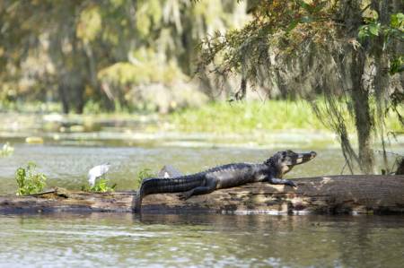 Champagnes Cajun Swamp Tours