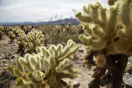 Cholla Cactus Garden