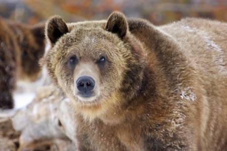 Grizzly and Wolf Discovery Center