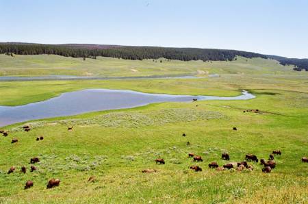 Hayden Valley